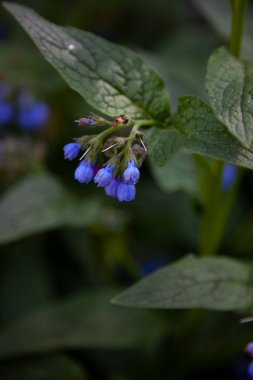 Mavi çiçeğin mavi tomurcuğu. İlaç fabrikası Larkweed Comfrey. S mphytum, Ormangiller (Borachnic) familyasından bir bitki türü. Yeşil yaprak. Doğal arka plan. Çiçekler..