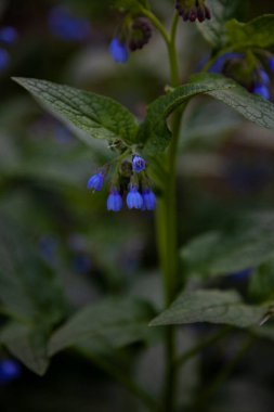 Mavi çiçeğin mavi tomurcuğu. İlaç fabrikası Larkweed Comfrey. S mphytum, Ormangiller (Borachnic) familyasından bir bitki türü. Yeşil yaprak. Doğal arka plan. Çiçekler..