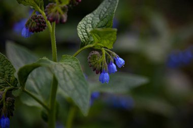 Mavi çiçeğin mavi tomurcuğu. İlaç fabrikası Larkweed Comfrey. S mphytum, Ormangiller (Borachnic) familyasından bir bitki türü. Yeşil yaprak. Doğal arka plan. Çiçekler..