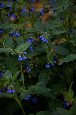 Mavi çiçeğin mavi tomurcuğu. İlaç fabrikası Larkweed Comfrey. S mphytum, Ormangiller (Borachnic) familyasından bir bitki türü. Yeşil yaprak. Doğal arka plan. Çiçekler..