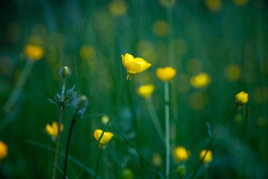 Sarı çiçekli düğün çiçeği. Yeşil doğal arka plan. Görüntü, seçici odaklanma. Mesaj için yer. Yaz çiçeği. Alan.