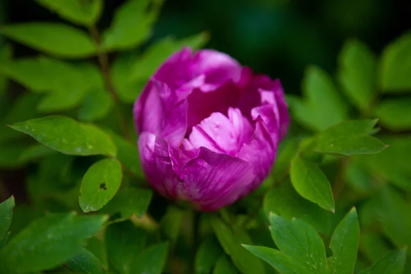 Summer flower. Bush of peonies in the garden. Beautiful dark pink buds of summer flowers. Peony flower Bordeaux color.