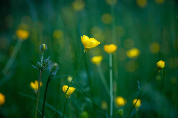 Żółty Kwiatowy Jaskier Zielone Naturalne Tło Smuga Selektywne Skupienie Miejsce — Zdjęcie stockowe