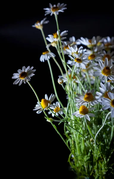 Bouquet Daisies Vase Black Background Field Camomile Beautiful Card Summer — Stock Photo, Image