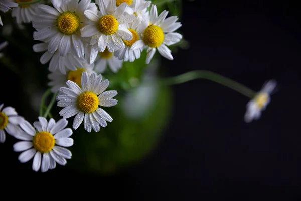 Bukett Prästkragar Vas Svart Bakgrund Fältkamomill Vackert Kort Sommarblommor Vit — Stockfoto