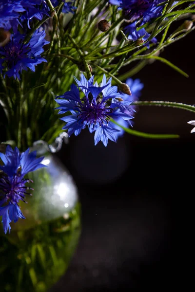 Букет Квітів Вазі Чорному Тлі Блакитні Квіти Літні Польові Рослини — стокове фото