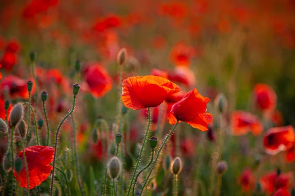 Czerwone Maki Pąki Dzikich Kwiatów Kwiatów Ogrodowych Czerwony Mak Kwitnący — Zdjęcie stockowe