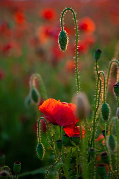Червоні Маки Бутони Диких Квітів Садових Квітів Цвіте Червоний Мак — стокове фото