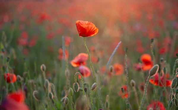 Red Poppies Buds Wildflowers Garden Flowers Red Poppy Blossoms — Stock Photo, Image