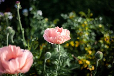 Pembe gelincikler. Çiçek tomurcuğu. Poppy yakın çekim. Bu sınıftan itibaren tohumları pişirmek için yanar..