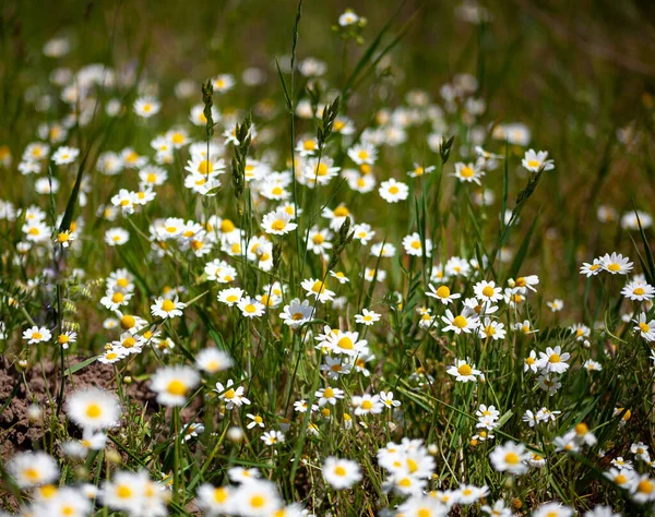 Mýtina Medicínského Heřmánku Bílé Květy Sedmikrásky Přirozené Pozadí Letní Rostliny — Stock fotografie