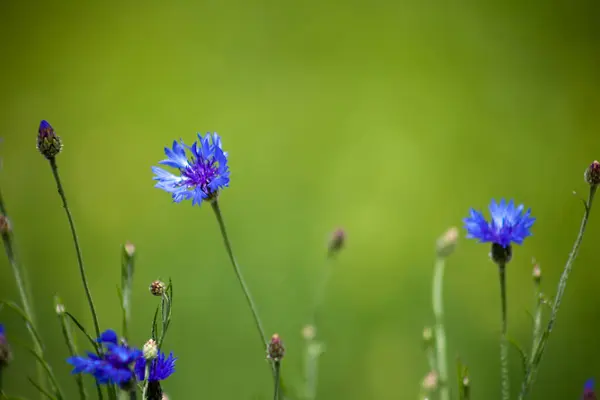 Niebieski Kwiat Kukurydzy Dzikie Kwiaty Naturalne Zielone Tło Kukurydziane — Zdjęcie stockowe