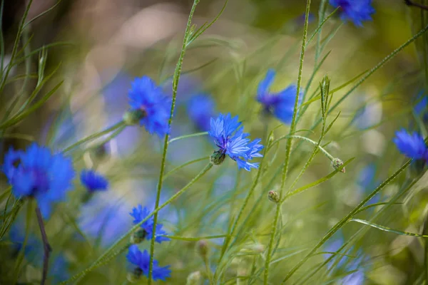 Modrý Květinový Chrpa Divoké Květiny Přirozené Zelené Pozadí Chrpy — Stock fotografie