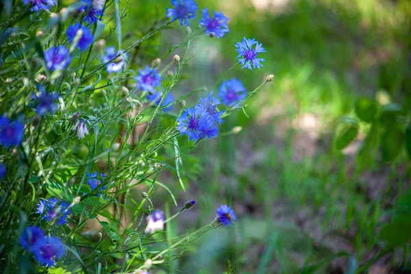 Niebieski Kwiat Kukurydzy Dzikie Kwiaty Naturalne Zielone Tło Kukurydziane — Zdjęcie stockowe