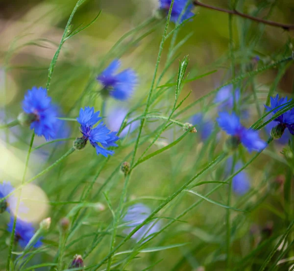 Blue Wildflower Cornflower Wild Flowers Natural Green Background Cornflowers — Stock Photo, Image