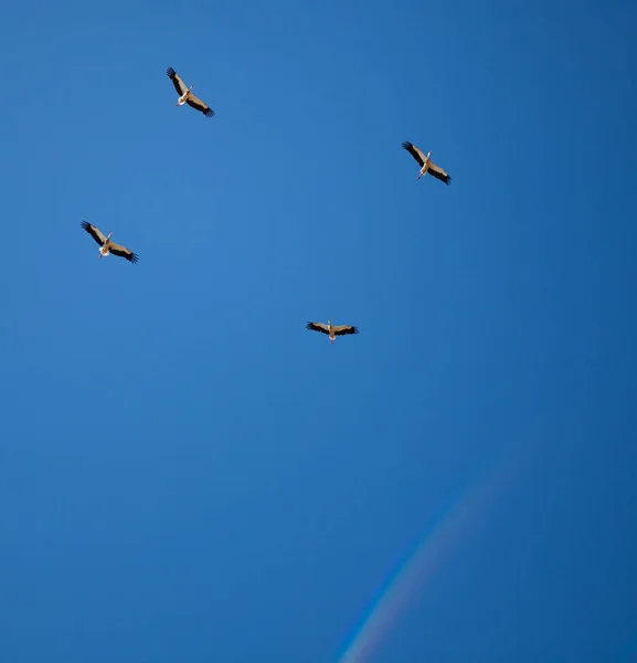 Una bandada de cigüeñas sobre un fondo de cielo azul. Cuatro pájaros vuelan en las nubes. Cigüeña aislada. Gran pájaro blanco. Arco iris en el cielo. Lugar para el texto. Copiar espacio. Vida de aves silvestres . — Foto de Stock