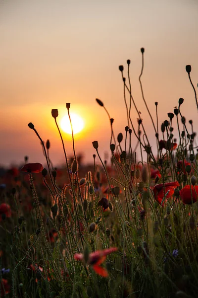 Czerwone Maki Pąki Dzikich Kwiatów Kwiatów Ogrodowych Czerwony Mak Kwitnący — Zdjęcie stockowe