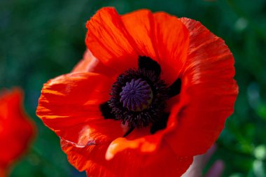 Kırmızı gelincikler. Çiçek tomurcukları ve bahçe çiçekleri. Kırmızı haşhaş çiçekleri.