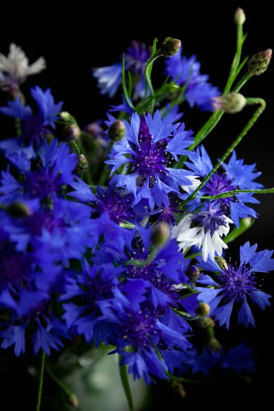 Buquê Flores Milho Vaso Fundo Preto Flores Azuis Plantas Campo — Fotografia de Stock