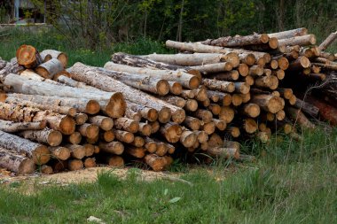 Kesilmiş ağaçlar. Çam kovanları. Kütükler. Odun yığını. Kereste atölyesindeki kütükler. Woden arkaplanı.