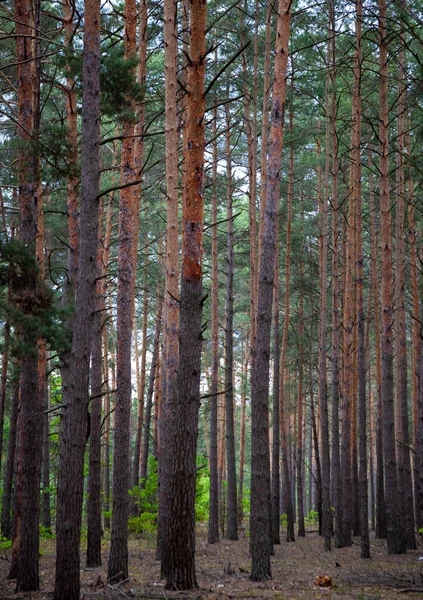 Bosque Denso Pino Troncos Pinos Barco Coníferas Altas Bosque Montañas — Foto de Stock