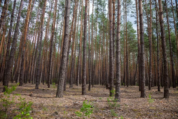 Yoğun çam ormanı. Gemi çam sandıkları. Uzun kozalaklı ağaçlar. Karpat Dağları Ormanı. Ağaçların arka planı. Şablon. Doğa manzarası. Güzel kahverengi ağaç. Açık hava..