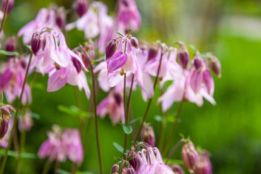 Yazın güzel bir bahçe çiçeği. Aquilegia mavisi, pembe, mor tomurcuk. Aynı zamanda kartal ya da yakalayıcı olarak da bilinir. Ranunculaceae familyasının daimi bitki cinsi. Doğal arkaplan.