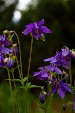 Yazın güzel bir bahçe çiçeği. Aquilegia mavisi, pembe, mor tomurcuk. Aynı zamanda kartal ya da yakalayıcı olarak da bilinir. Ranunculaceae familyasının daimi bitki cinsi. Doğal arkaplan.