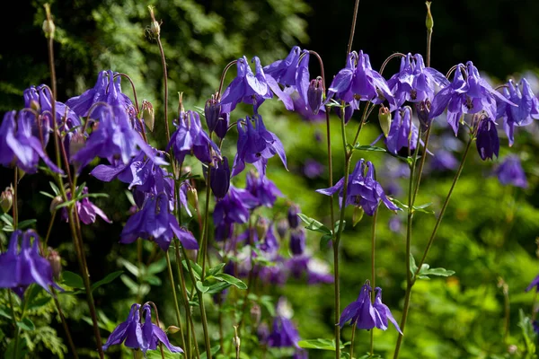 Hermosa Flor Del Jardín Verano Aquilegia Brote Azul Rosa Púrpura —  Fotos de Stock