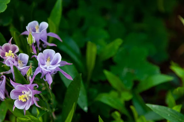 Beautiful Garden Flower Summer Aquilegia Blue Pink Purple Bud Also — Stock Photo, Image