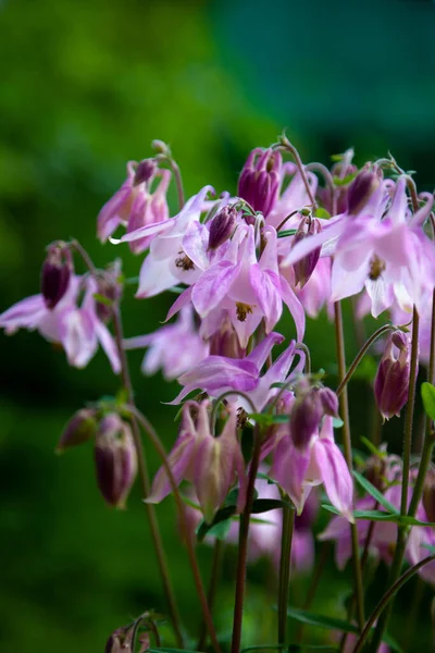 Linda Flor Jardim Verão Aquilegia Azul Rosa Botão Roxo Também — Fotografia de Stock