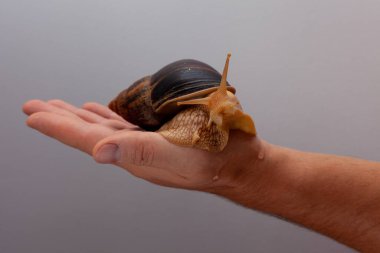 Büyük kahverengi salyangoz Achatina hazır. Evcil hayvan olarak yetiştirilen ve aynı zamanda Cometology 'de kullanılan Afrika salyangozu. İzole edilmiş bir arkaplanda salyangoz kenarı görünümü.