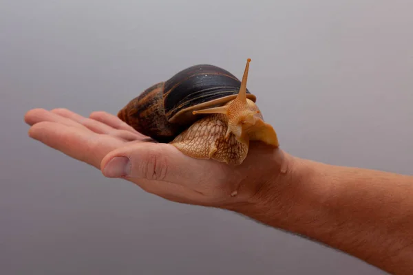 Big brown snail Achatina on hand. The African snail, which is grown at home as a pet, and also used in cometology. Snail side view on an isolated background.