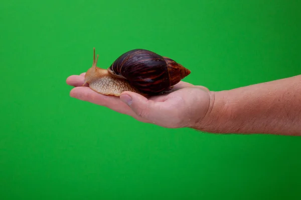 Big brown snail Achatina on hand. The African snail, which is grown at home as a pet, and also used in cometology. Snail side view on an isolated background.