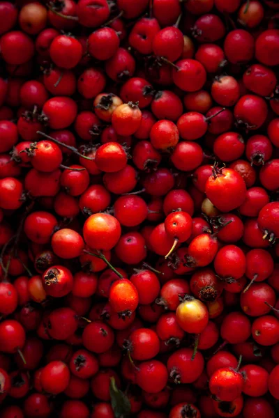 Las Bayas Rojas Del Espino Vegetal Útil Parece Una Rosa —  Fotos de Stock