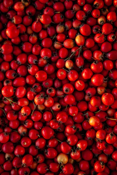 Czerwone Jagody Pożytecznego Głogu Roślinnego Wygląda Jak Różane Biodro Roślina — Zdjęcie stockowe