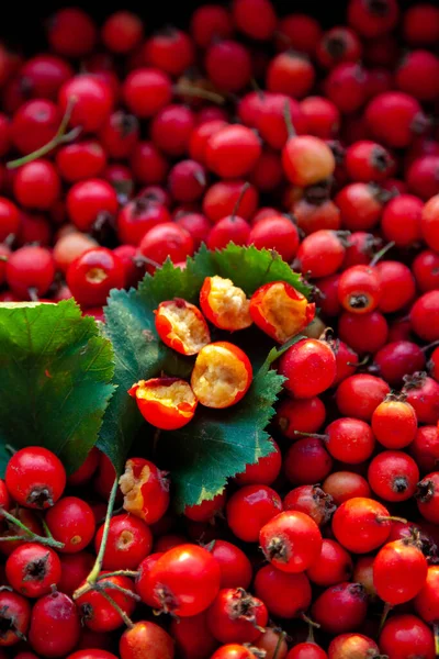 Red Berries Useful Plant Hawthorn Looks Rose Hip Medicinal Plant — Stock Photo, Image