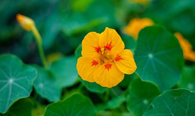 Portakal tomurcuğu. Çiçek yakın plan, yeşil yaprak, yazı için yer. Bahçe bitkisi. Boşluğu kopyala.