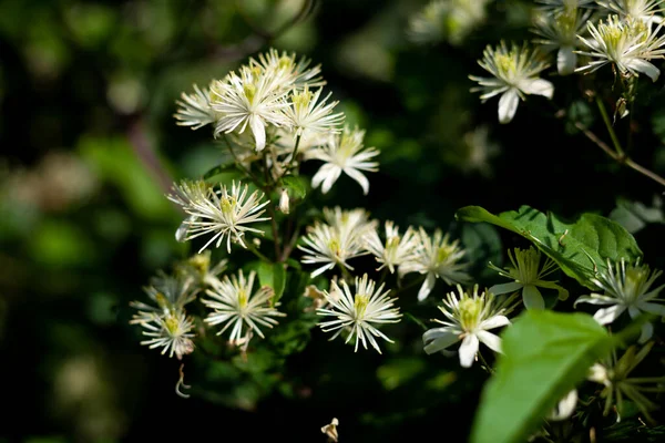 Weiße Blüte Der Mandschurischen Clematis Der Gartenstrauch Blüht Sommer Und — Stockfoto
