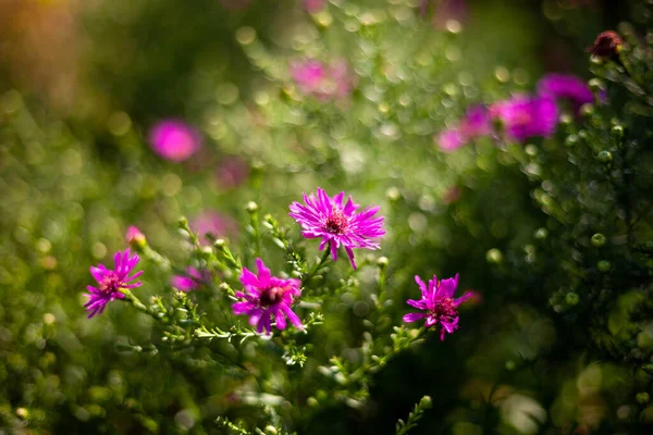 Astra Virginsky Jesienny Kwiat Różne Chryzantemy Pączek Kwiatowy Bliska Czeka — Zdjęcie stockowe