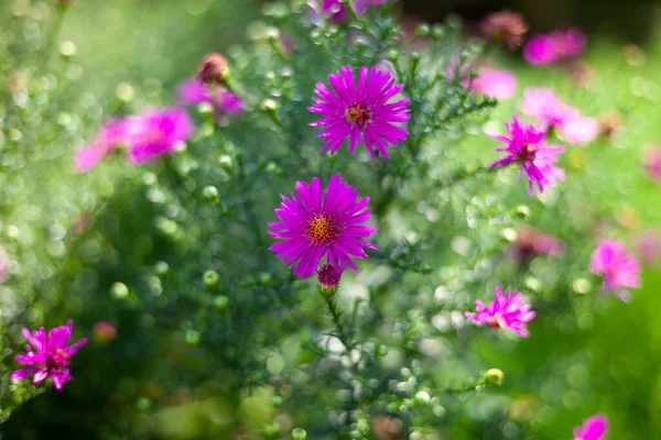 Astra Virginsky Autumn Flower Variety Chrysanthemums Close Flower Bud Place — Stock Photo, Image