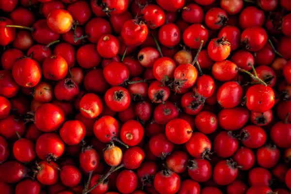 Las Bayas Rojas Del Espino Vegetal Útil Parece Una Rosa —  Fotos de Stock