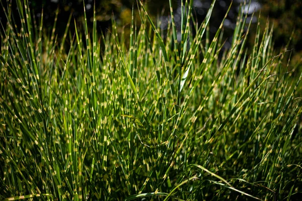 Зеленая Трава Лишний Травяной Фон Крупным Планом Яркий Солнечный День — стоковое фото