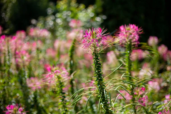 Pink Cleoma Flowering Garden Plant Also Called Champagne Splash Close — Stock Photo, Image