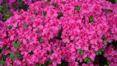 Azalea tomurcuğu. Bahçedeki Rhododendron bitkisi. Çiçek arkaplan. bereketli yapraklar