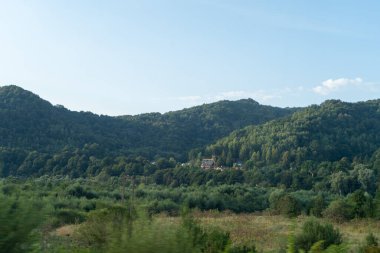 Yeşil Orman ağaçları. Doğa arkaplanı.