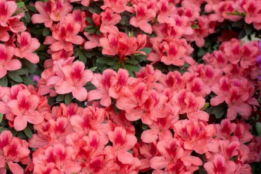 Azalea tomurcuğu. Bahçedeki Rhododendron bitkisi. Çiçek arka planı.