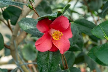 Sarı Stamens 'li Kamelya Kırmızı Çiçeği tomurcuğu. Botanik