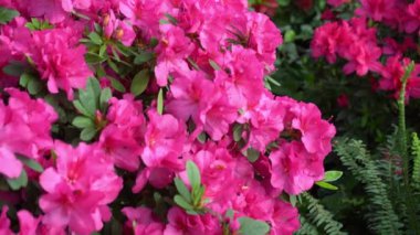 Azalea tomurcuğu. Bahçedeki Rhododendron bitkisi. Pembe çiçek.