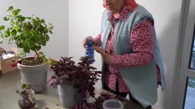 Tradescantia çiçeğini sprey şişesiyle spreyle. Büyükannem çiçek taşıyor. Kadın sulama bitkisi. Çiçekçilik hobisi. Ev bitkisine yeşil ot bırakır.